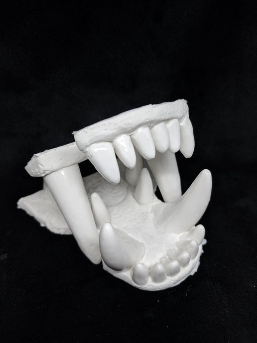 Dragon Jaw Set