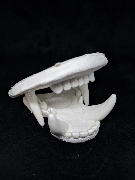 Raccoon Jaw Set
