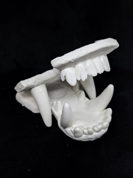 Wolf Jaw Set
